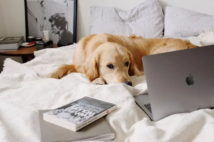 Pets in apartments or condos - 32 Questions to Ask When Renting an Apartment: The Ultimate Checklist