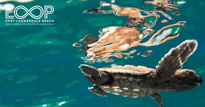 Ocean Conservation Day: August 7