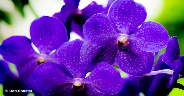 Orchid Care Basics + Advanced Care: August 10 & 17
