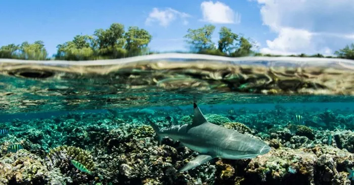 Save Our Seas Distinguished Speaker Series: August 5