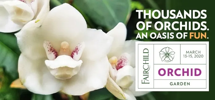 International Orchid Festival