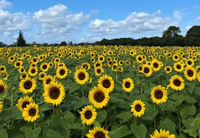 Miami Attraction & Museum Months: April 1 – May 30