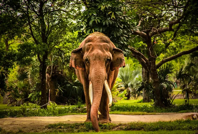 Tusks & Trunk, Miami-Dade Zoo