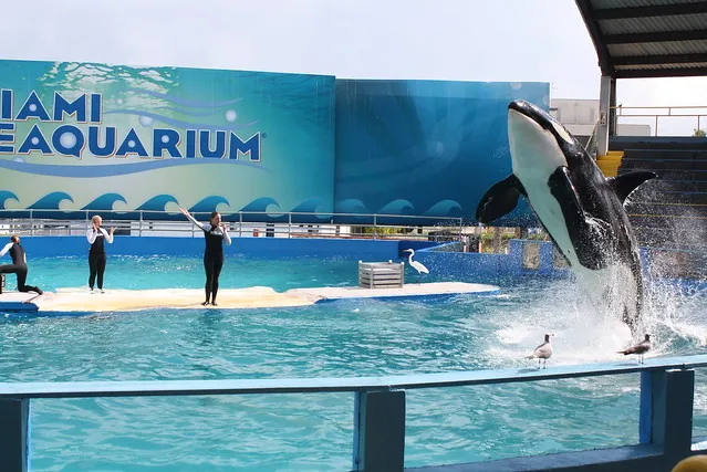 MIAMI SEAQUARIUM