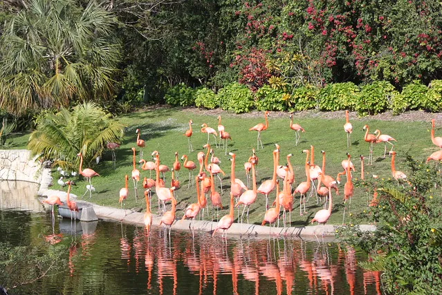 Jungle Island - Miami FL