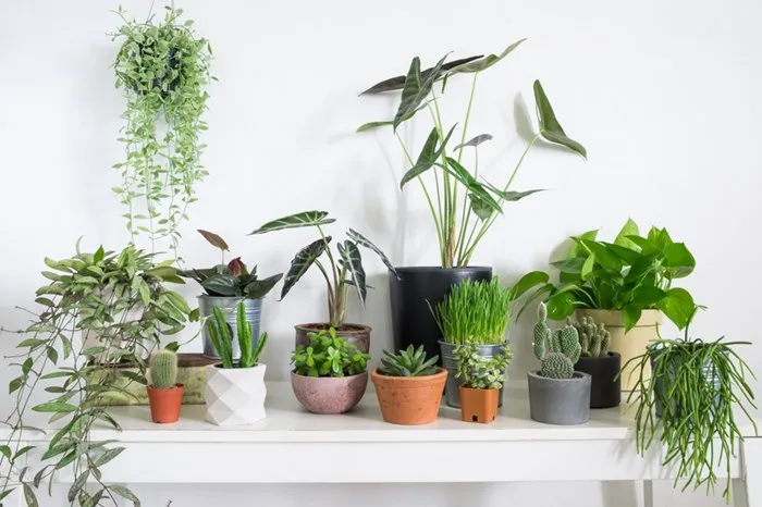 Plant Market at the Center for Subtropical Affairs: Every Saturday in September