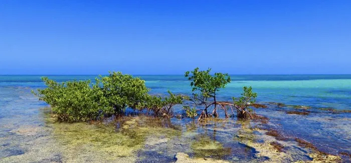 Bear Cut Sandbar, Key Biscayne - FL