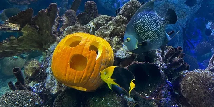 Annual Spooky Science Monster Mash, Oct. 29