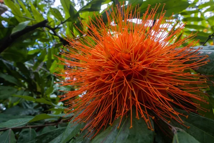 June 8: Royal Poinciana Scholarship Fiesta & Highwaymen Art Exhibition