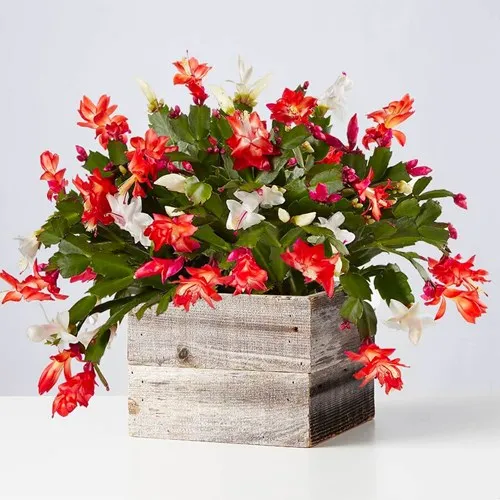 Christmas Cactus (Ph. Plants.com)