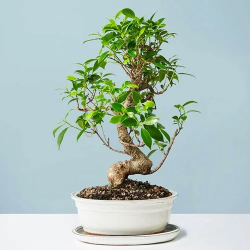 Ficus Bonsai Tree (Ph. Plants.com)